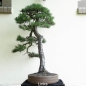 Preview: Bonsai, Pinus sylvestris